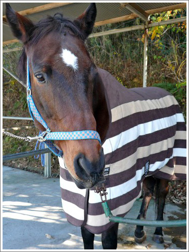 とりたんの競馬イメージ001