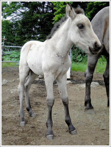 とりたんの競馬イメージ002