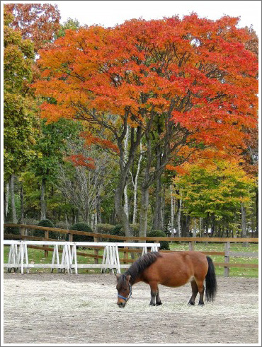 競馬初心者イメージ007