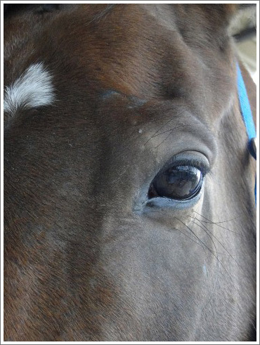 競馬初心者イメージ010