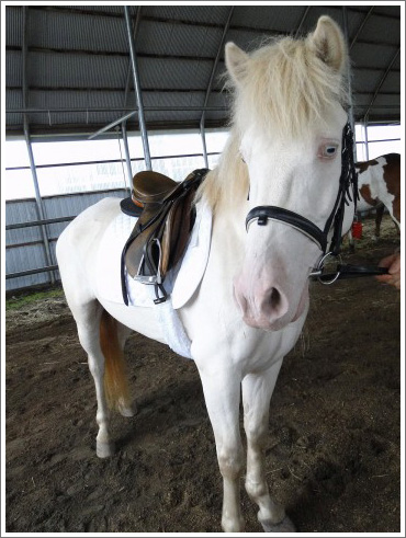 競馬ぼやきイメージ013