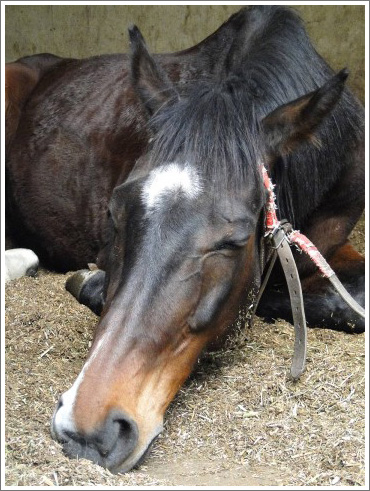 競馬ぼやきイメージ014