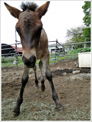 競馬ぼやきイメージ015