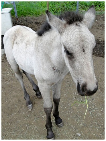 競馬ぼやきイメージ016