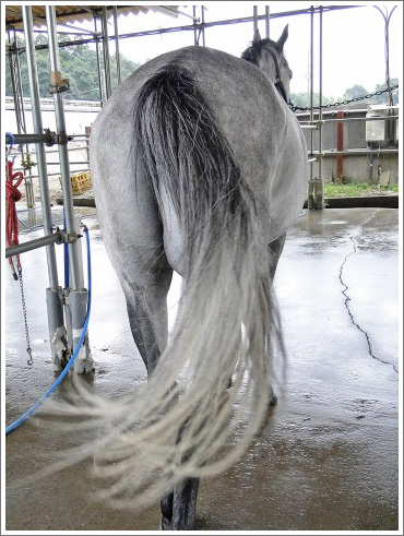 競馬ぼやきイメージ020