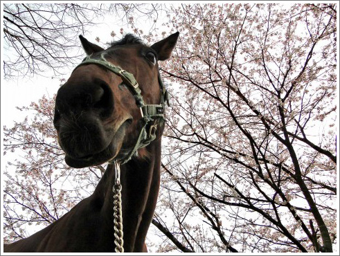 とりたんの競馬イメージ横006