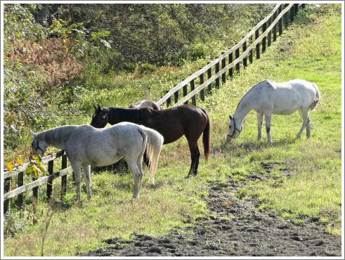 とりたんの競馬イメージ横008